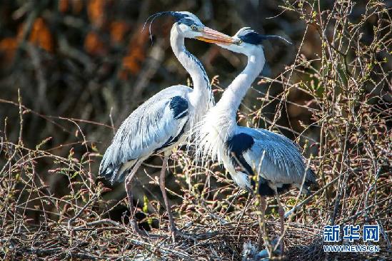 （环境）（1）鄱阳湖区迎来夏候鸟