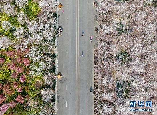 （新华视界）（1）黄河岸边樱花绽