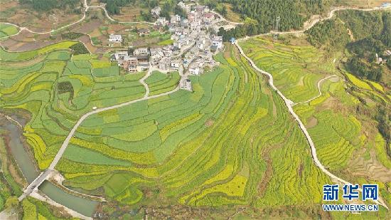 （美丽中国）（1）贵州玉屏：油菜花开乡村美