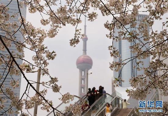 （环境）（1）樱花绽放陆家嘴
