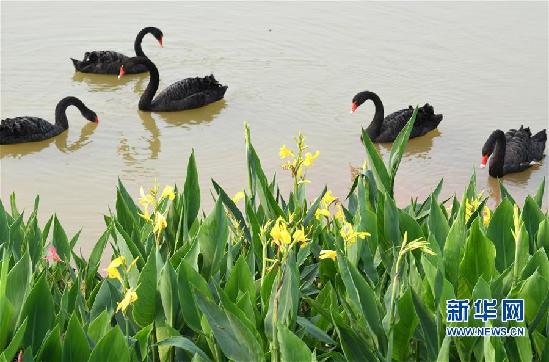 （春季美丽生态）（4）春色满园