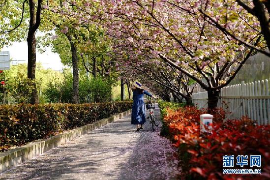 （环境）（1）“落樱不扫”道路亮相上海