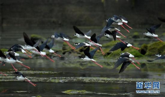 #（环境）（1）湖北恩施：近百只黑翅长脚鹬现身湿地公园