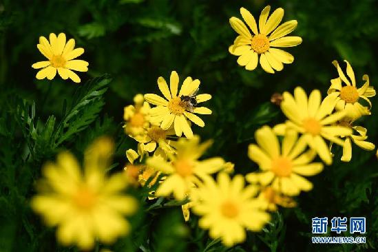 （美丽中国）（1） 西溪湿地花朝美