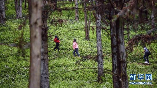 （脱贫攻坚）（1）广西融安：“林海杉源”生态游助力脱贫攻坚