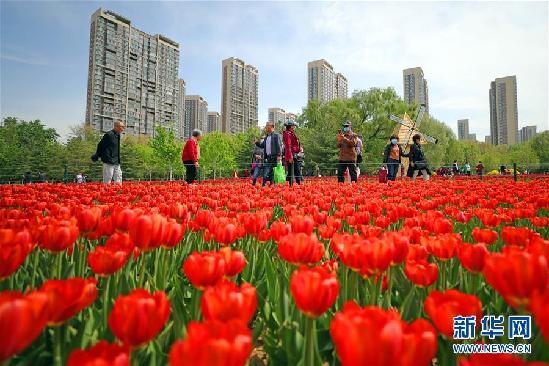 （社会）（1）郁金香开引游人