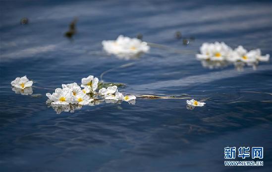 （环境）（5）洱海又见海菜花